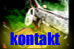 kontakt